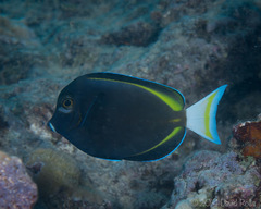 Acanthurus nigricans