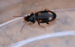 Elaphropus quadrisignatus