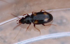 Elaphropus quadrisignatus