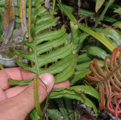 Blechnum hirsutum