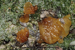 Phaeotremella foliacea