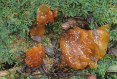 Phaeotremella foliacea