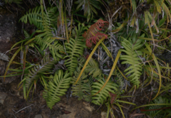 Blechnum hirsutum