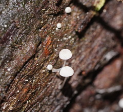 Mycena piringa