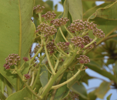 Myodocarpus simplicifolius