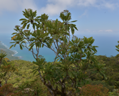 Myodocarpus simplicifolius