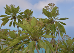 Myodocarpus simplicifolius