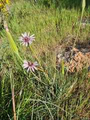 Tragopogon porrifolius