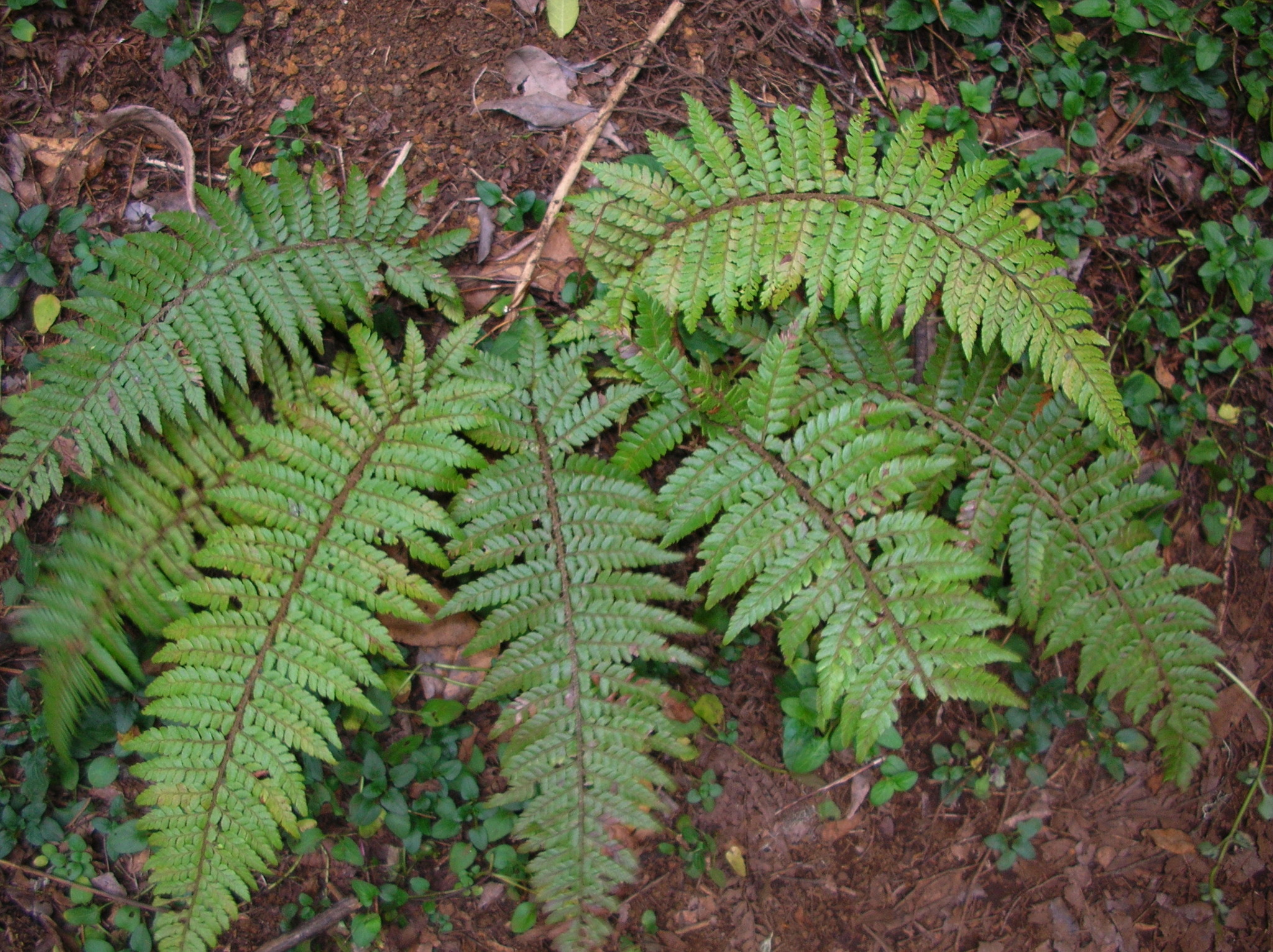 Polystichum haleakalense