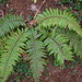 Polystichum haleakalense - Photo (c) Forest and Kim Starr, μερικά δικαιώματα διατηρούνται (CC BY)