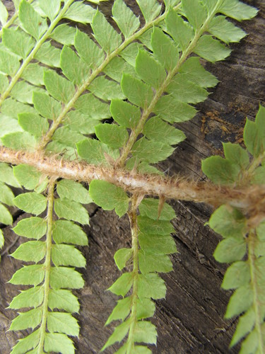 Polystichum haleakalense