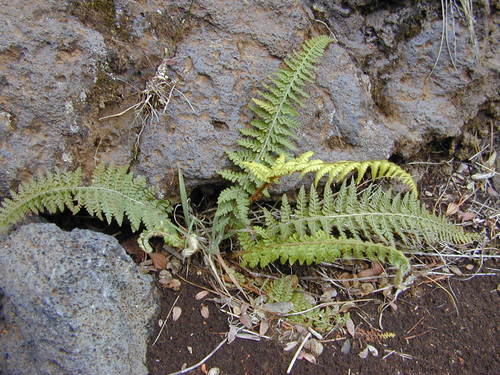 Polystichum haleakalense