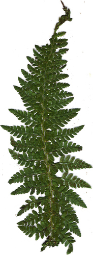 Polystichum haleakalense