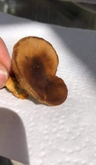 Fungi