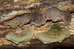 Trichaptum laricinum