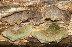 Trichaptum laricinum
