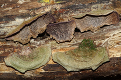 Trichaptum laricinum