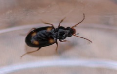 Elaphropus quadrisignatus