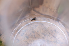 Elaphropus quadrisignatus