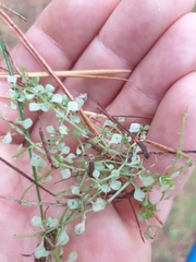 Callitriche muelleri