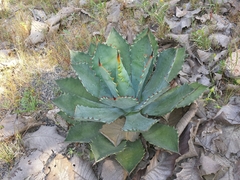 Agave guadalajarana