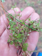 Callitriche muelleri