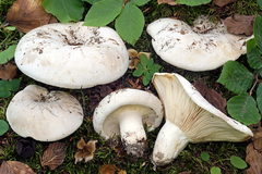 Lactifluus bertillonii