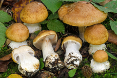 Cortinarius multiformium