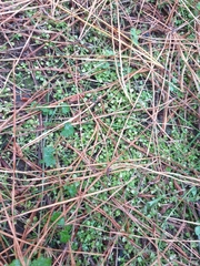 Callitriche muelleri