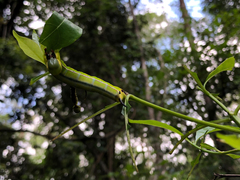 Cephonodes australis