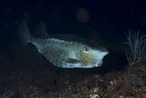 Hoornsnuit-koffervis (Ostracion rhinorhynchos) — Ostraciidae — 5