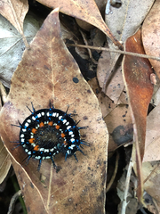 Doleschallia bisaltide australis