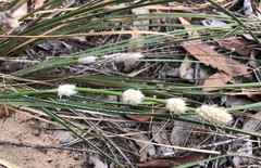 Lomandra leucocephala