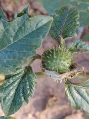 Datura leichhardtii