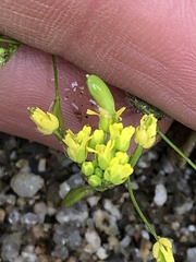Draba nemorosa