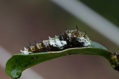 Papilio aegeus aegeus