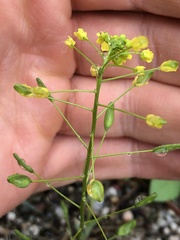 Draba nemorosa