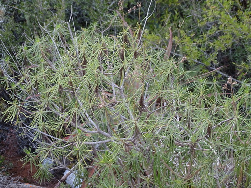 Image of Thread Ragwort (Senecio linifolius) by (c) Shaun Swanepoel, some rights reserved (CC BY)
