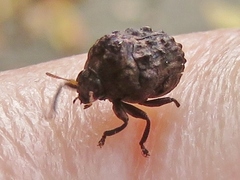 Diplacaspis prosternalis