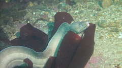 Gymnothorax nubilus