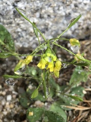 Draba nemorosa