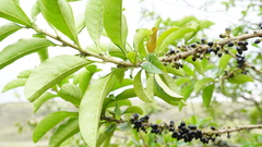 Cestrum buxifolium