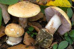 Cortinarius haasii
