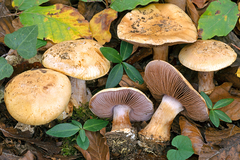 Cortinarius haasii