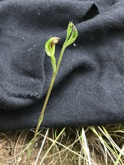 Pterostylis rubescens