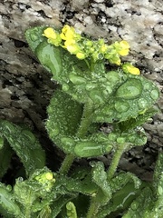 Draba nemorosa