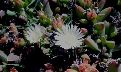 Delosperma guthriei