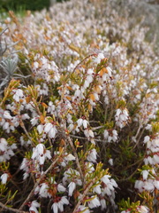 Ericeae