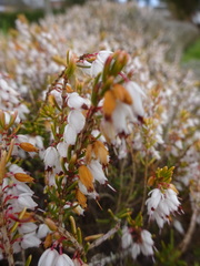 Ericeae