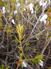 Ericeae